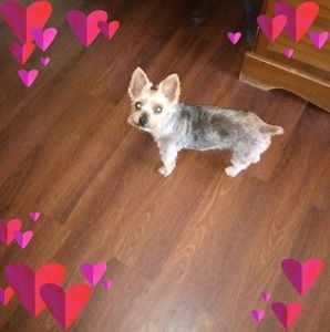 Meet your Posher, Toby